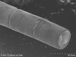 Diatoms-conductive-staining